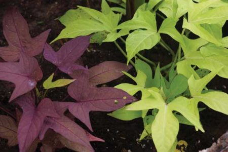 Heirloom Varieties Perfect for Planting Sweet Potatoes Image